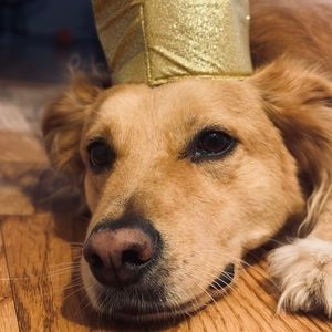 Meet your Posher, Alexa